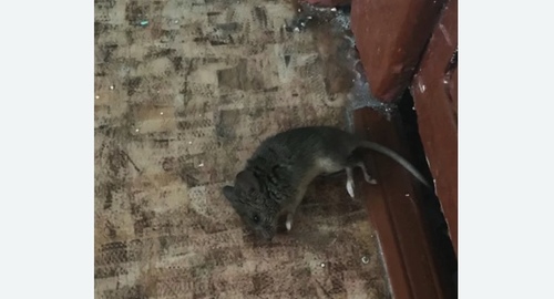 Дезинфекция от мышей в Красноярске